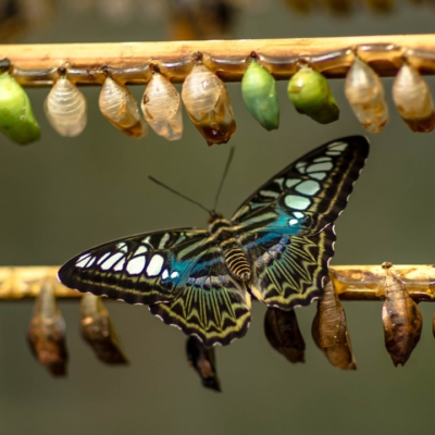 Transformation im Coaching - ein Artikel von Dr. Ing. Thomas Löbel von Ingenieurshelden